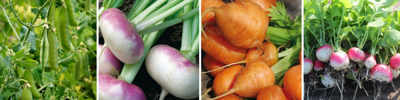 Premiers semis au potager : petits pois, navet, carotte et radis