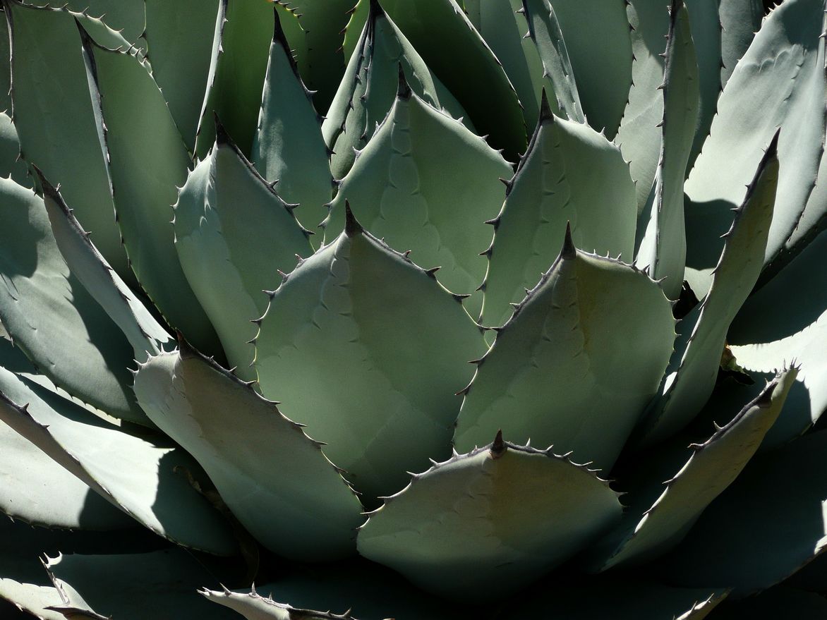 Agave parryi - Agavede Parry