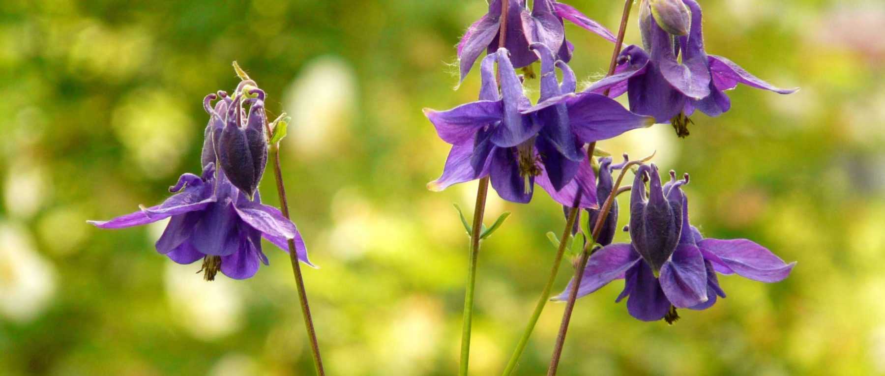 L'orchidée bleue existe-t-elle vraiment ? - Gamm vert