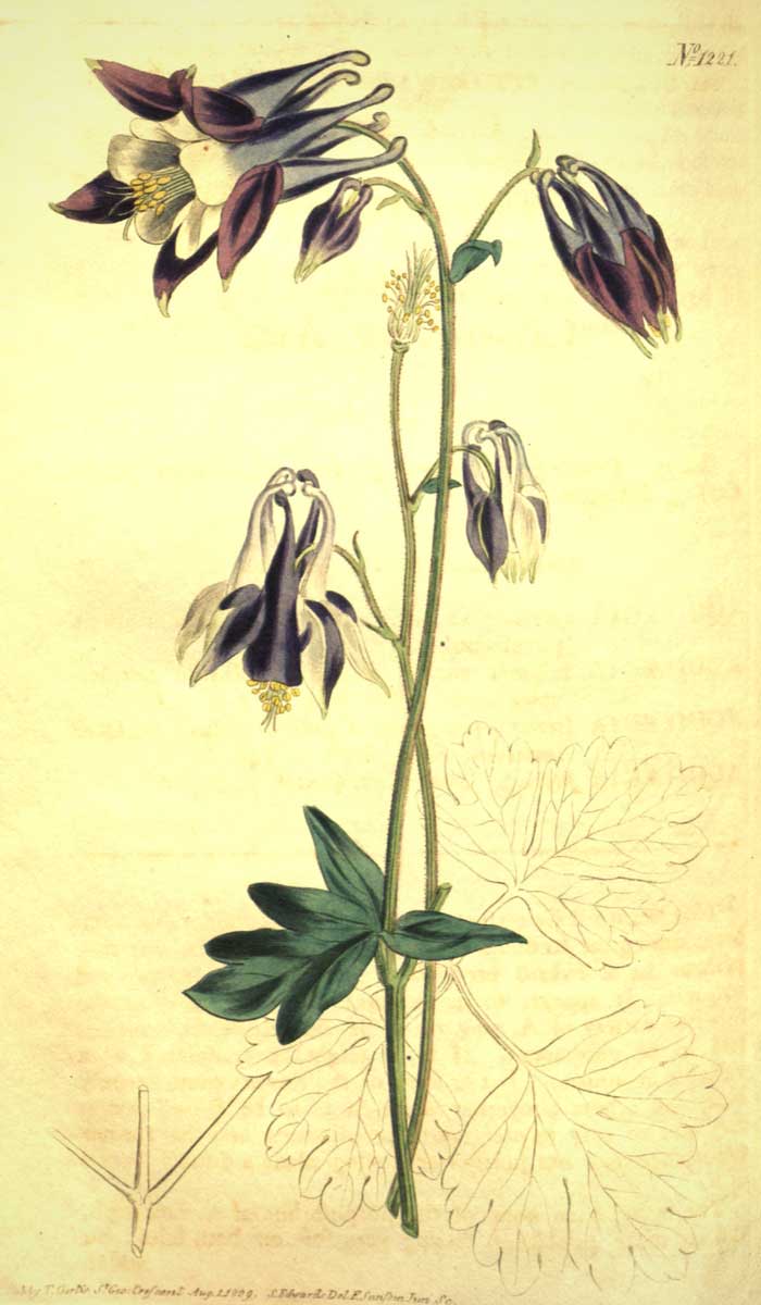 Ancolie ou Aquilegia - planche botanique