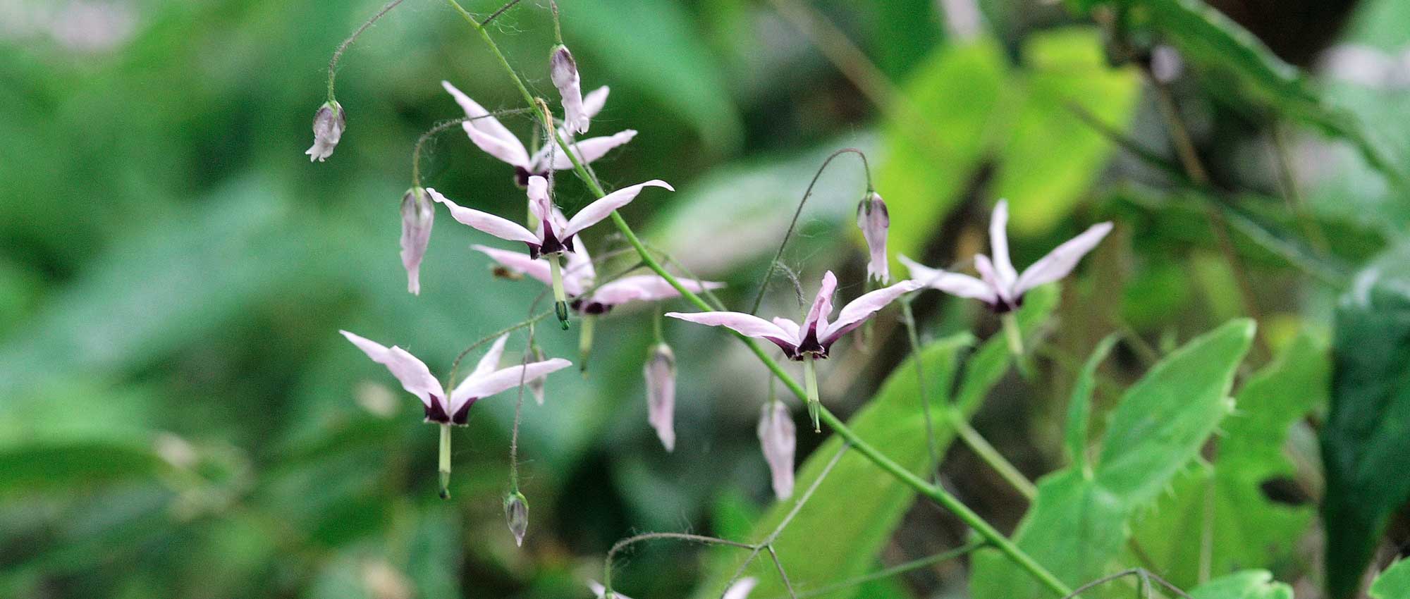 Epimédium, Fleur des Elfes : planter, cultiver et entretenir