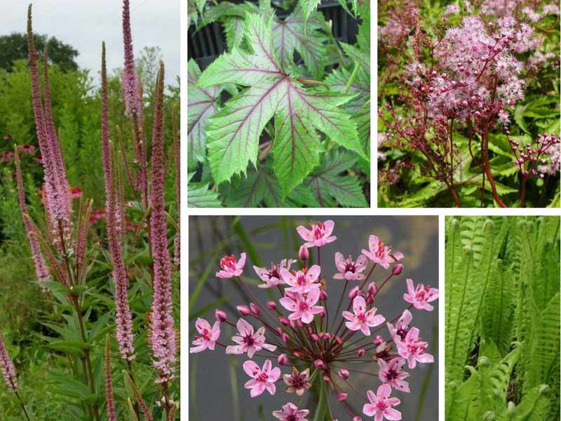 Filipendula Red Umbrella - Association pour sol humide