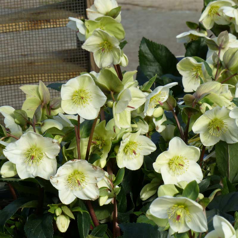 Helleborus Ice n'Roses White