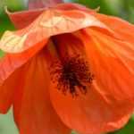 Abutilon : planter, tailler, entretenir