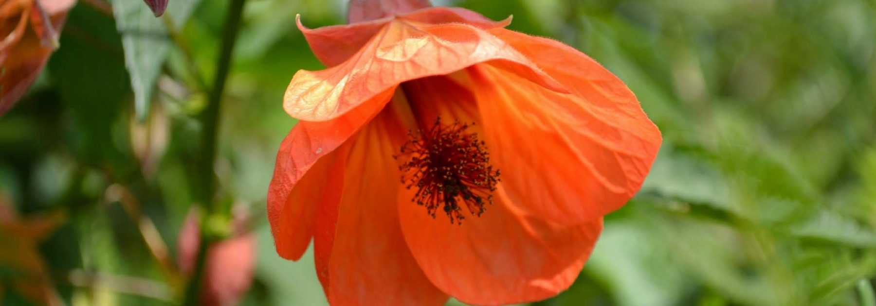 Abutilon : planter, tailler, entretenir