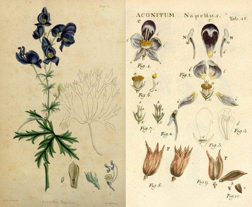 RÃ©sultat de recherche d'images pour "planche botanique fleurs"