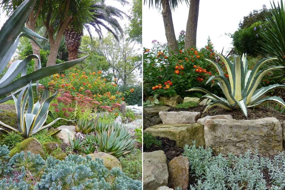 Agave, association en jardin exotique