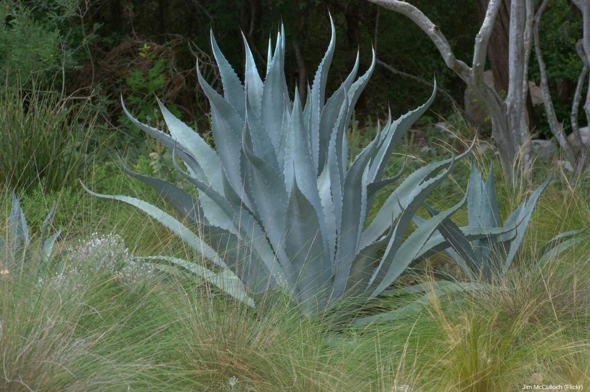 Agave d'Amérique - Agave americana