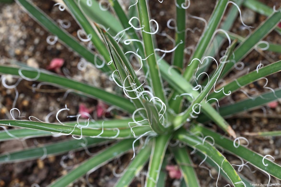 Agave filifera - Agave filifère