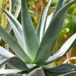 Agave : planter, cultiver et entretenir