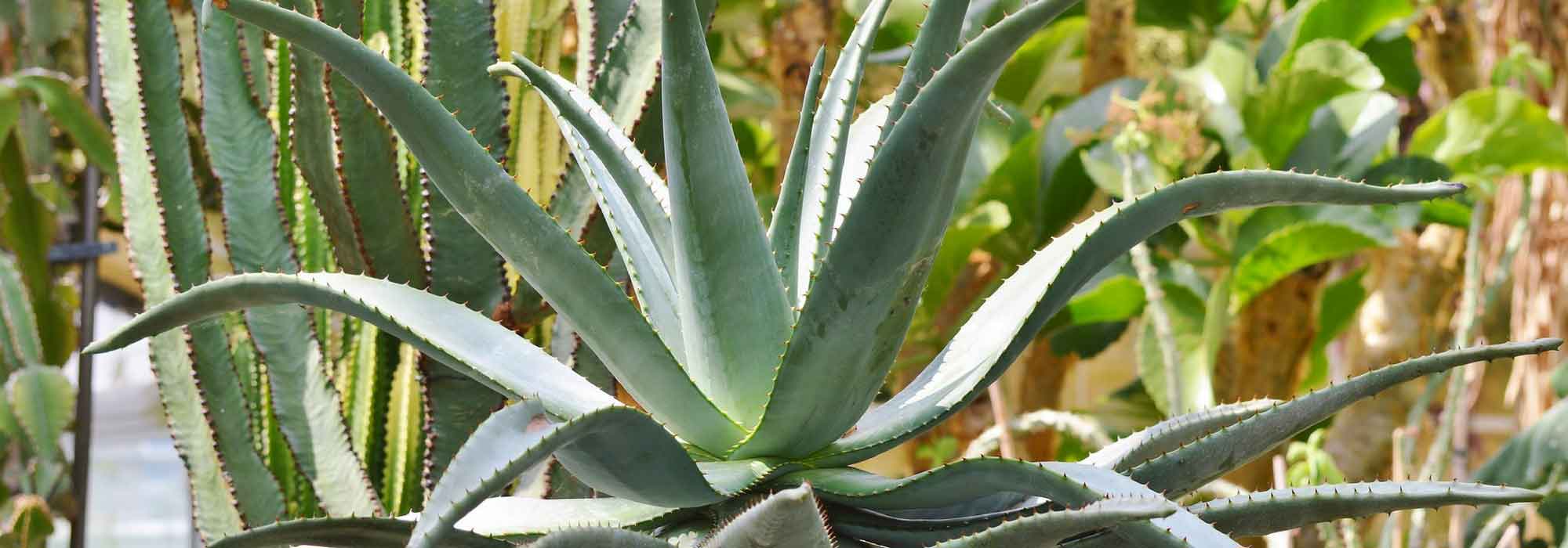 Agave : planter, cultiver et entretenir