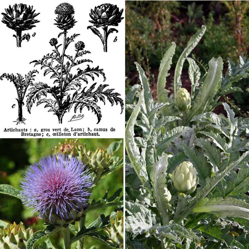 L'artichaut plantation, semis, culture et entretien Conseils potager — free download
