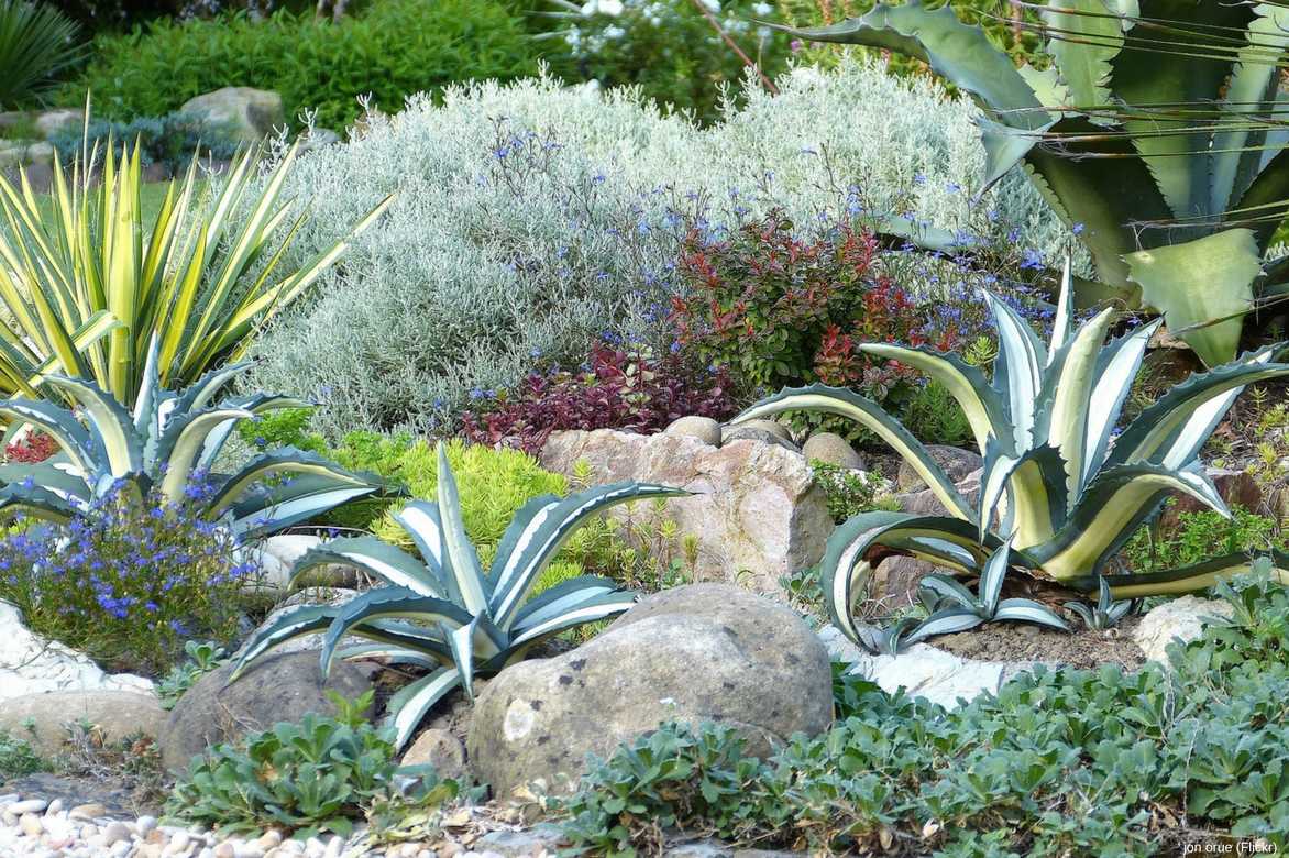 Associer l'agave en rocaille