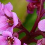 Bergenia, Plante du Savetier : plantation, culture, entretien