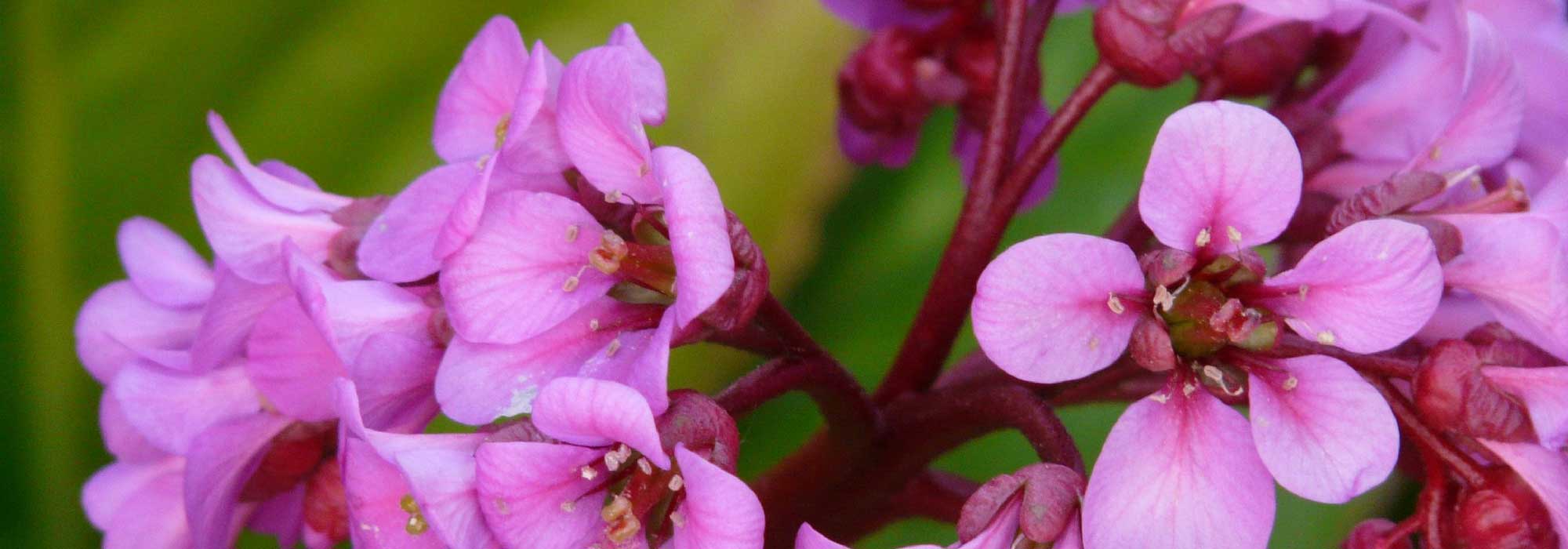 Bergenia, Plante du Savetier : plantation, culture, entretien