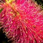 Callistemon, Rince-bouteille : planter, tailler, entretenir