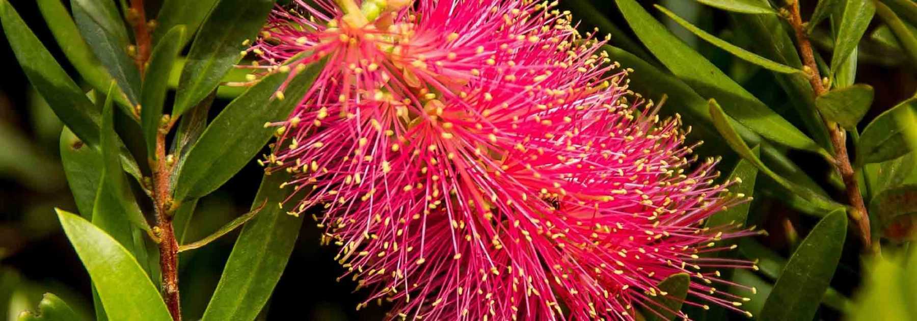 Rince-bouteilles rigide - Callistemon rigidus - Le Jardin du Pic Vert