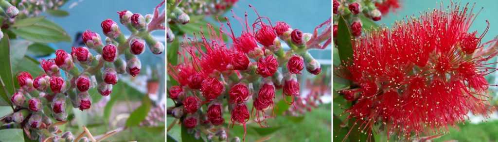 Fleur de callistemon ou Rince Bouteille