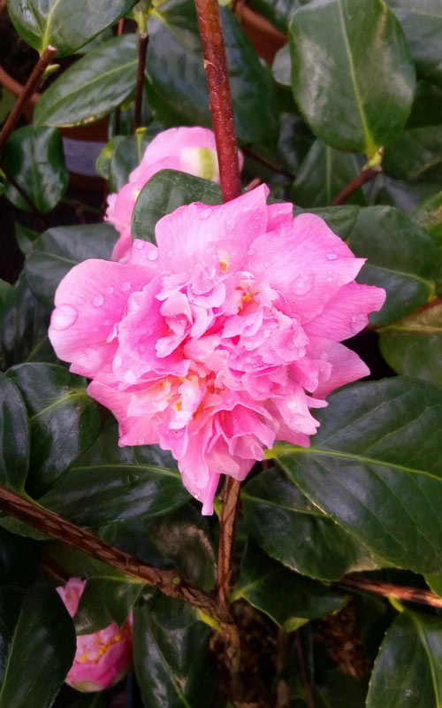 Camellia Paddy's Perfumed