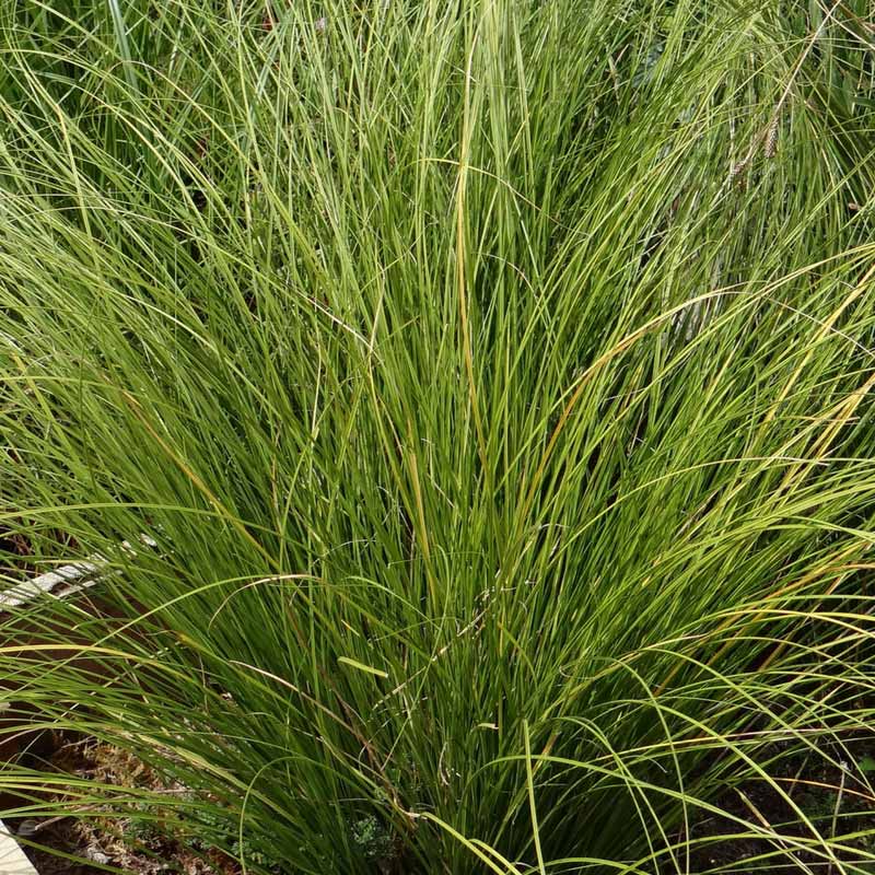 Carex lime shine