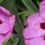 Ciste, cistus : plantation, taille, entretien