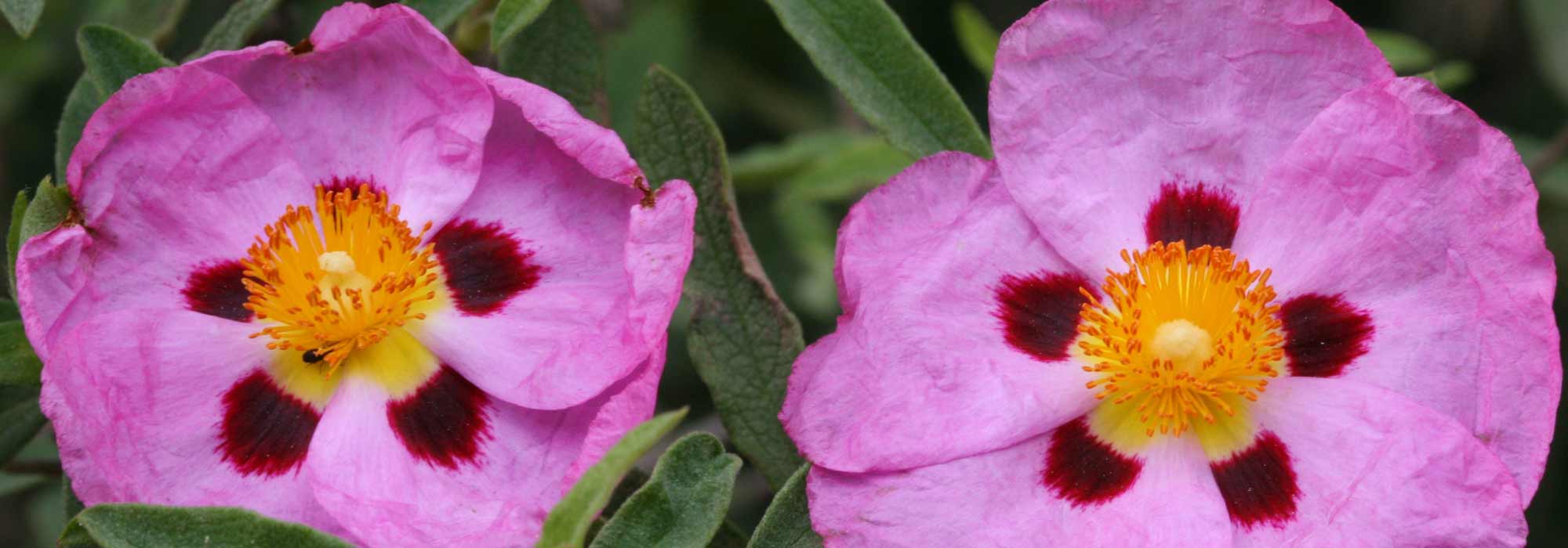 Ciste, cistus : plantation, taille, entretien