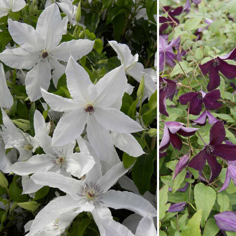 Clematis Beautiful Bride