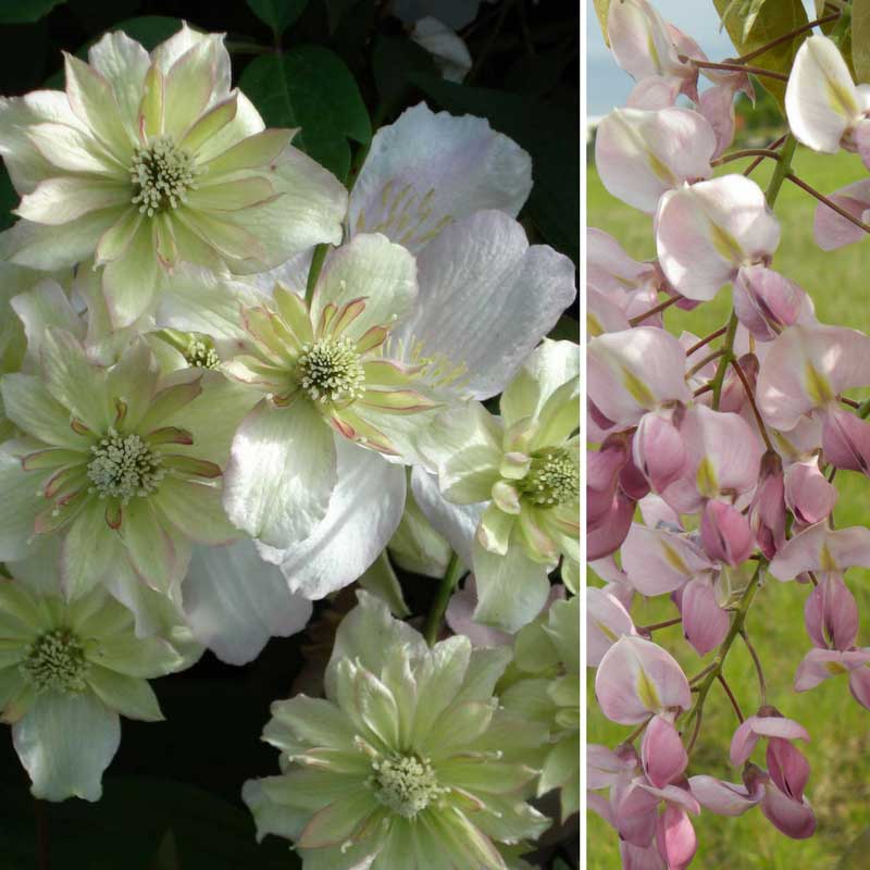 Clematis montana double delight, association