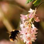 Groseillier à fleurs, Ribes : plantation, taille et entretien