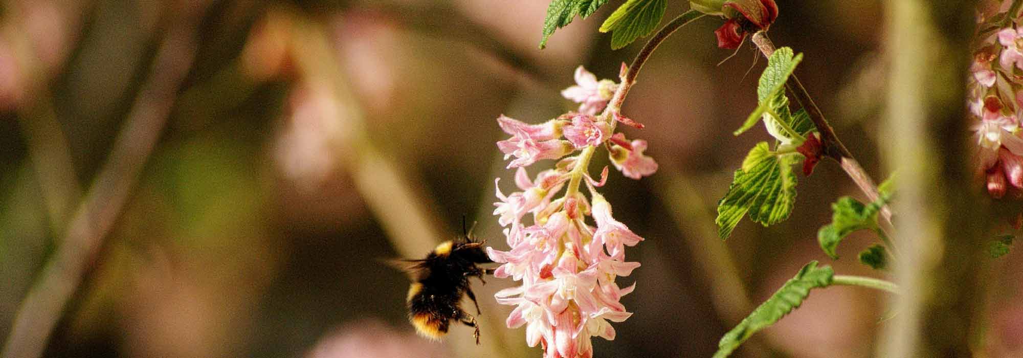 Groseillier à fleurs, Ribes : plantation, taille et entretien