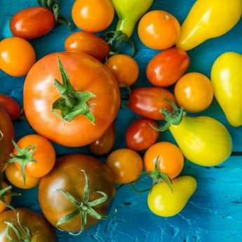 Plants de légumes greffés