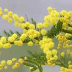 Mimosa, Acacia : entre bleu azur et jaune soleil.