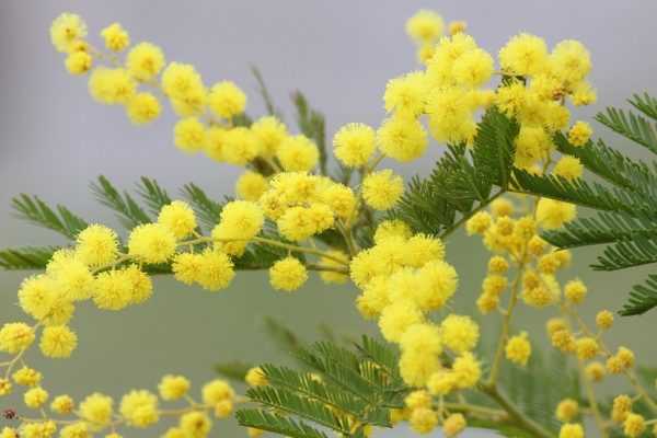 Mimosa, Acacia : entre bleu azur et jaune soleil.