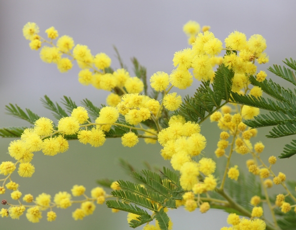 Mimosa, Acacia : entre bleu azur et jaune soleil.