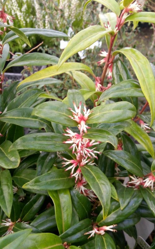 Sarcococca 'Winter Gem'