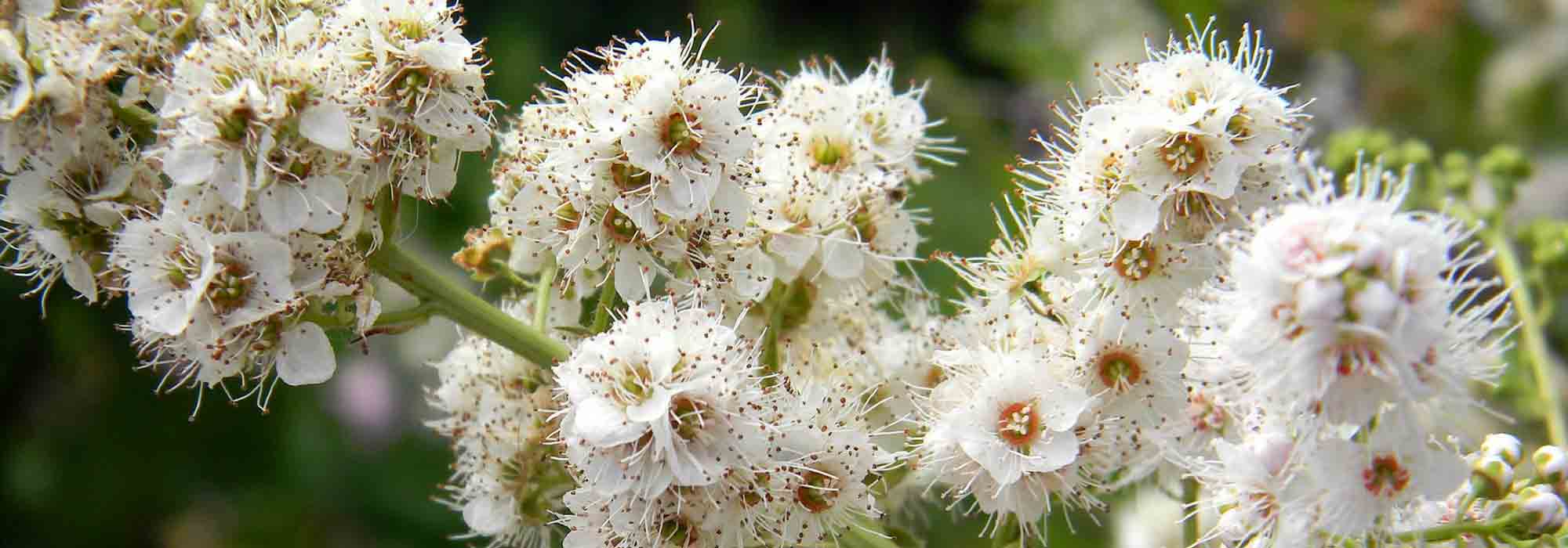 Spirée, spirea : planter, tailler et entretenir