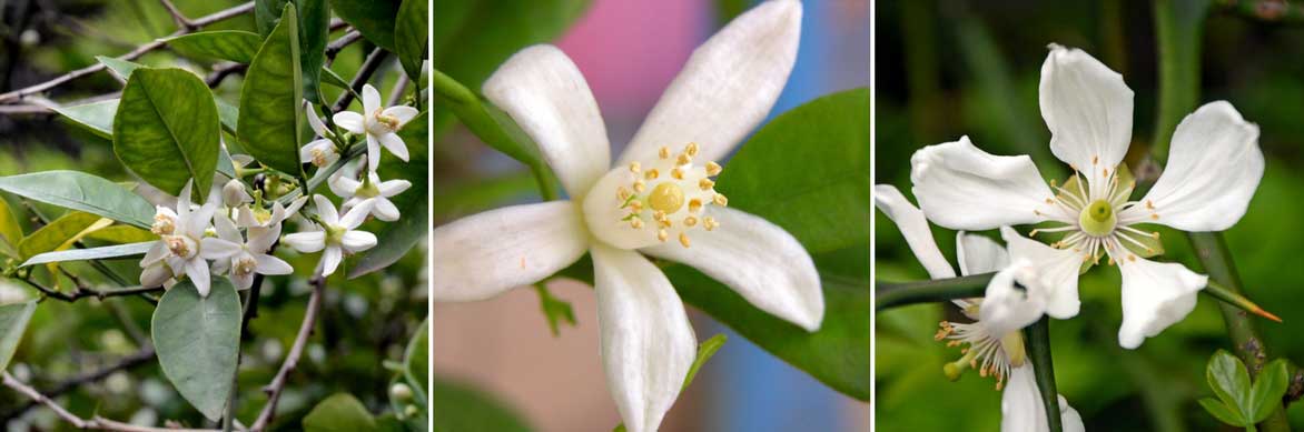 Les fleurs blanches des agrumes