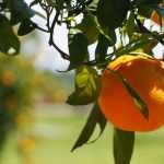 Citronniers, orangers et autres agrumes : les planter et les cultiver en pot ou au jardin