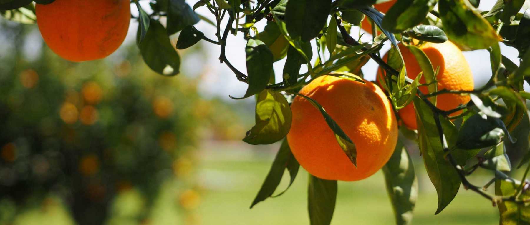 Citronniers, orangers et autres agrumes : les planter et les cultiver en pot ou au jardin