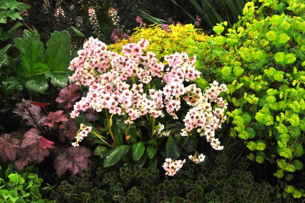 Bergenia Dragonfly Angel Kiss