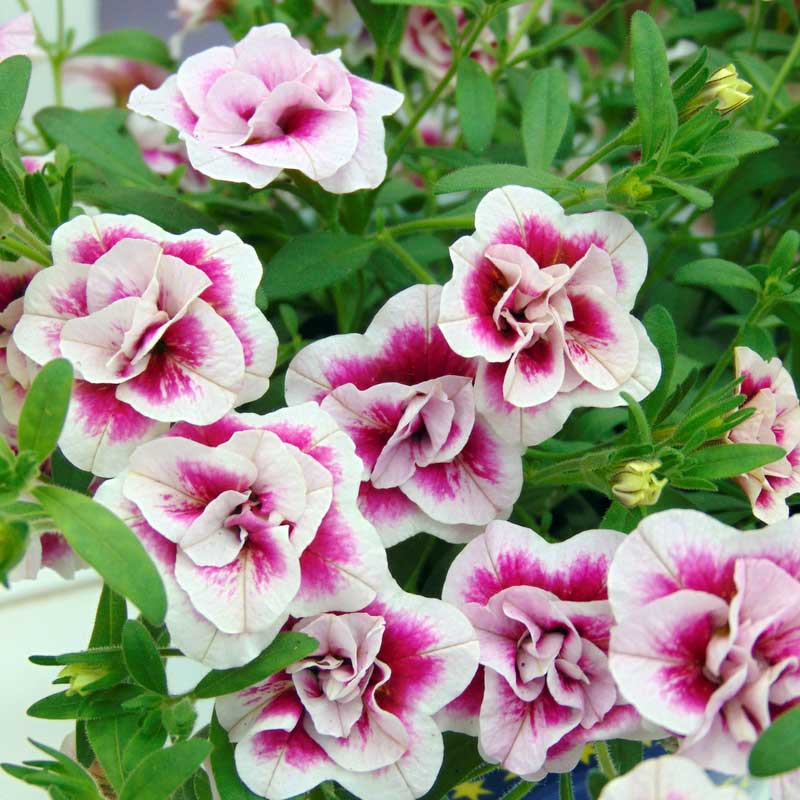 Calibrachoa MiniFamous Double Pinktastic - Mini-pétunia double