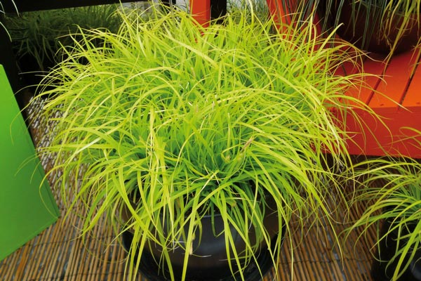 Carex oshimensis Everillo