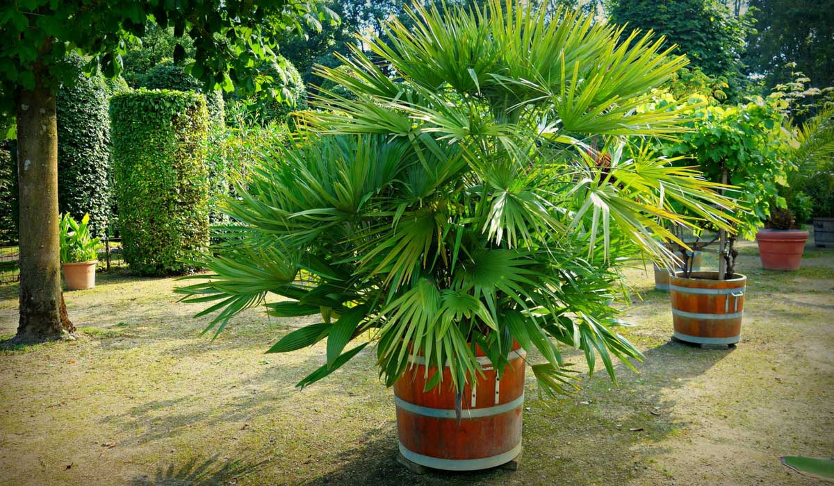 Les palmiers peuvent aussi être plantés en pot ou bac