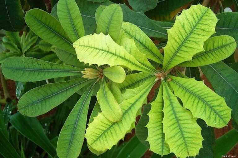 Chlorose ferrique : comment la traiter et la prévenir au jardin