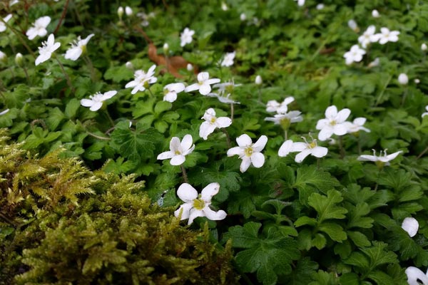 Ellisiophyllum pinnatum : une vivace couvre-sol pour l'ombre