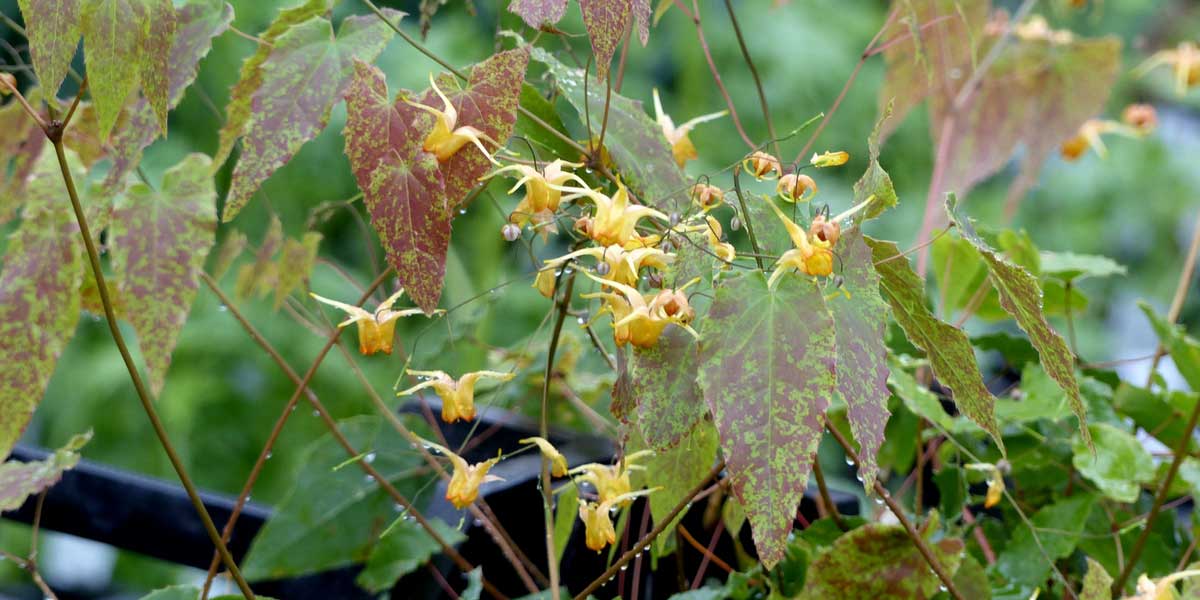 La floraison de l'épimédium 'Amber Queen'