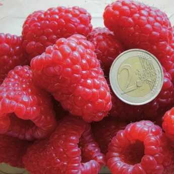 Le framboisier 'Versailles', une nouvelle variété remontante, à très gros fruits