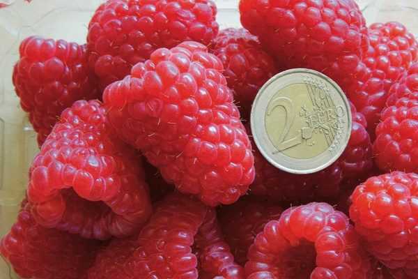 Le framboisier 'Versailles', une nouvelle variété remontante, à très gros fruits