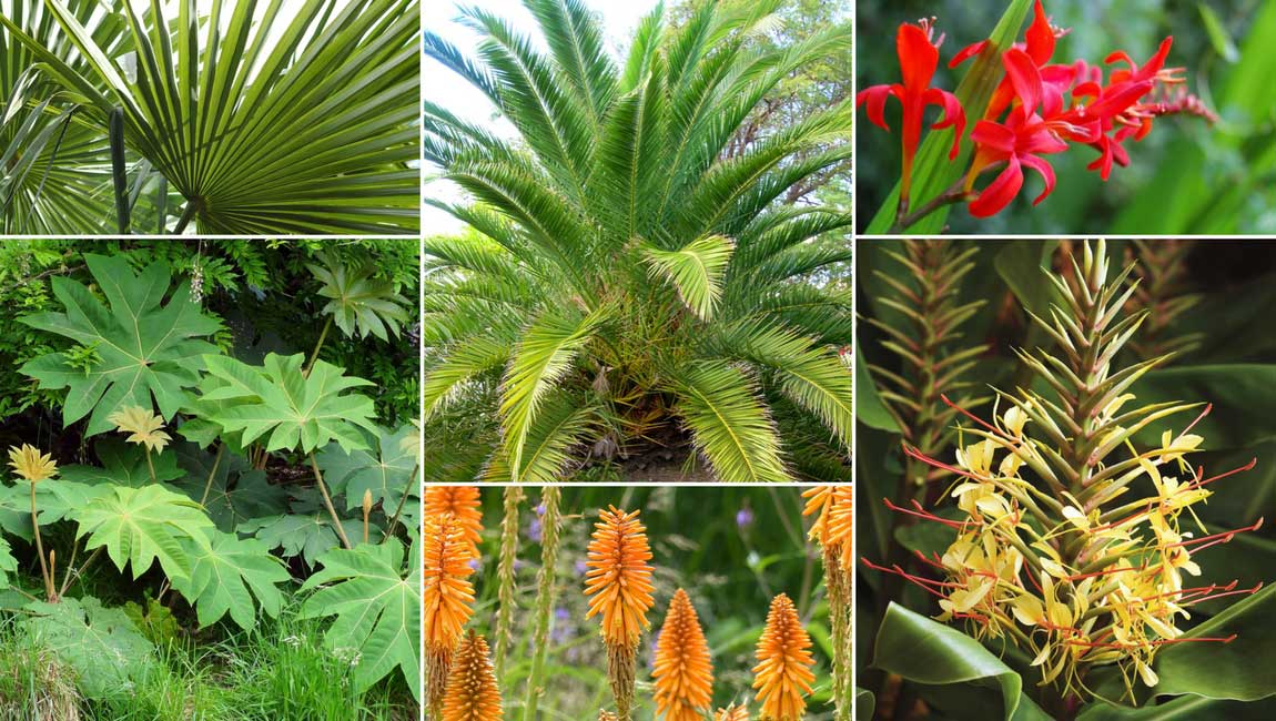Une idée d'association avec les palmiers : Jardin exotique