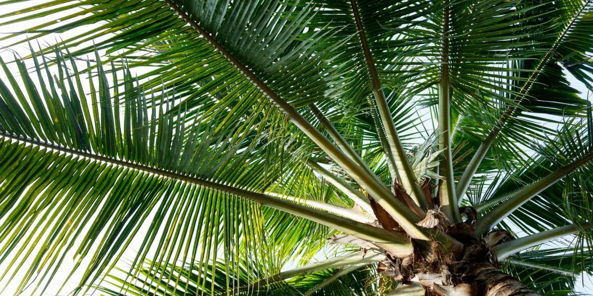 Palmier à feuilles pennées